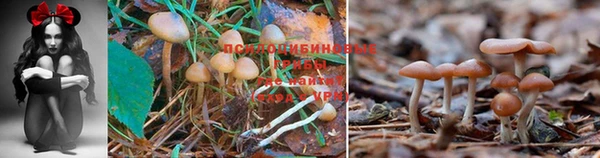 мяу мяу мука Алексеевка